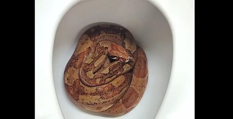 Boa aparece en una taza de baño en Morelia [Video]