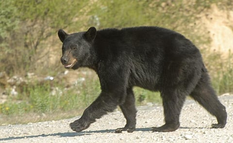 Grupo Bimbo y Semarnat impulsan conservación del oso negro en México