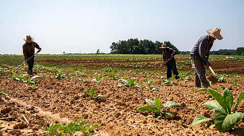 Despidos masivos en el sector agropecuario llegan al Centro de Conciliación Laboral