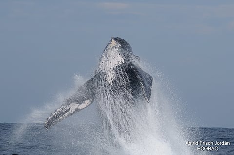 Ballenas jorobadas sorprenden en costas de Oaxaca y se viralizan en redes