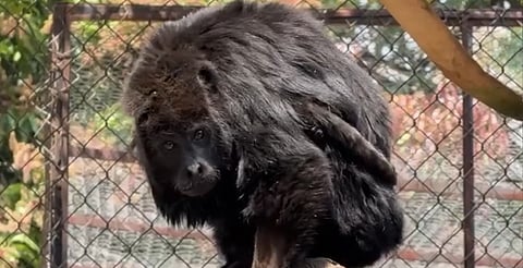 Rescatado del tráfico ilegal, “Chucho” vuelve a aullar en el Zoológico de Morelia