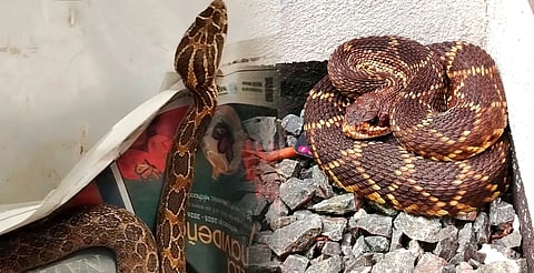 ¡Precaución! Reportan hasta seis casos semanales de serpientes en Morelia