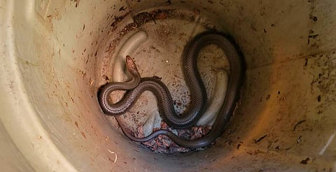 Otra víbora en casa de Morelia: ahora en Molino de Parras