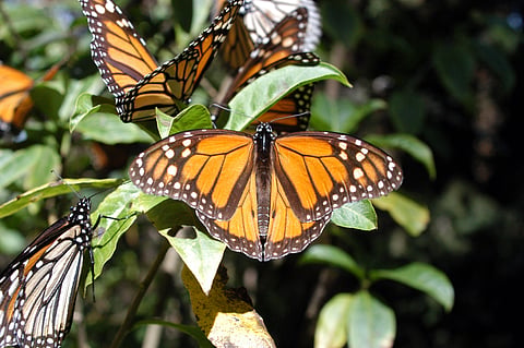 Aumenta 64% presencia de mariposa Monarca en México