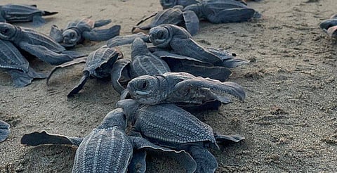 Así fue la liberación de 50 crías de tortuga laúd en la costa michoacana