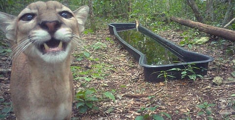 😺 Puma ‘posa’ ante cámara trampa en Calakmul tras beber agua
