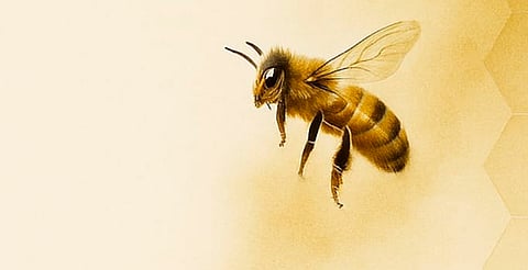 Arte, miel y deseo: llega nueva exposición a Pátzcuaro