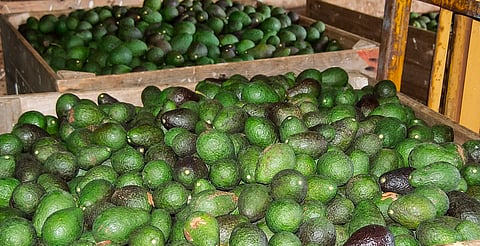 En abril iniciará plan piloto de certificación laboral para exportar aguacate