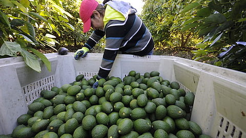 Buscan nuevos mercados de exportación del aguacate, 85% se envía a Estados Unidos