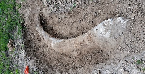 INAH resguarda defensa de mamut hallada en Acámbaro; está en conservación