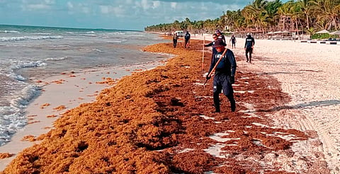 Más de 28 mil toneladas de sargazo recolectadas en costas del Caribe mexicano