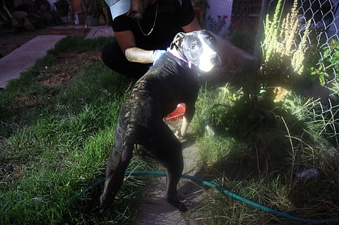 Rescatan a perro en abandono durante cateo en Tarímbaro