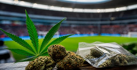 Falta de regulación del cannabis podría disparar mercado negro en el Mundial 2026
