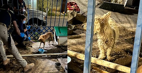 Sin agua ni comida: rescatan a dos perritos víctimas de maltrato en Villas del Pedregal