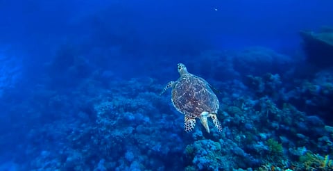 Buques sísmicos no podrán afectar fauna marina: nueva regulación de ASEA