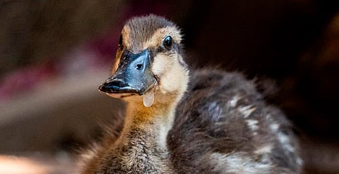 🦆 Pato robado del Zoológico de Morelia logra integrarse nuevamente a una bandada