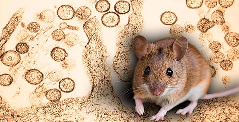 OMS descarta pandemia tras brote de hantavirus en crucero 