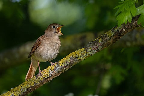 ¿Por qué los pájaros cantan cerca de tu casa? Esto dice la ciencia