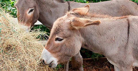 “Merecen respeto y cuidado”: Zoo Morelia destaca importancia del burro en su conmemoración 