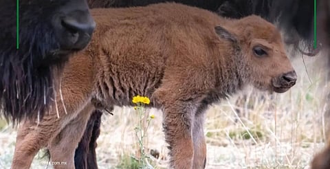 Nace bisonte en Sonora tras más de 200 años y revive esperanza para la conservación ambiental