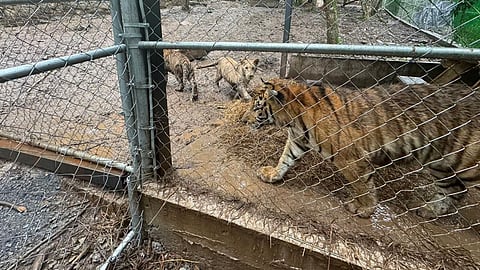 Detienen a líder criminal vinculado al huachicol y aseguran siete tigres en Nuevo León