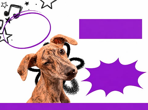Habrá “Lomitos Fest”: música, bazar y ayuda para perritos en Morelia; ¿cuándo y dónde?