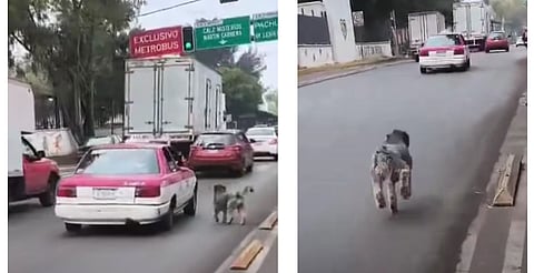 Abandonan a perrito en la calle y sigue al dueño hasta que no puede más, en CDMX