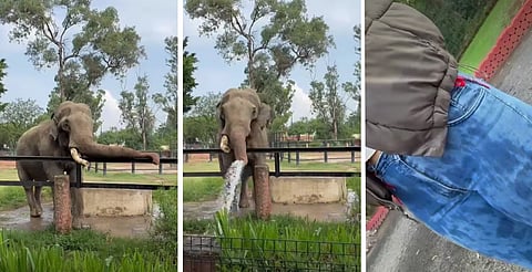 Elefante Chamberú baña a chava que lo grababa con su cel, en el zoo de Morelia