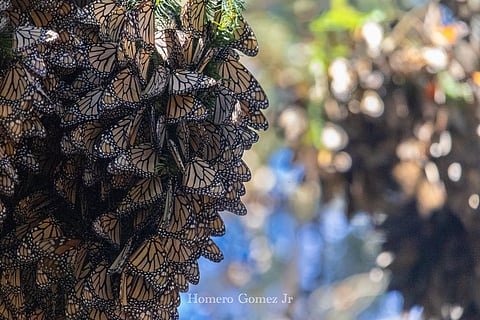El Rosario se llena de mariposas: registran aumento histórico del 60% en Michoacán