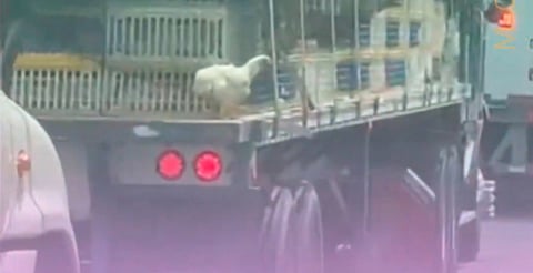 Gallina se cae de camión y automovilista no deja pasar la oportunidad de llevársela 