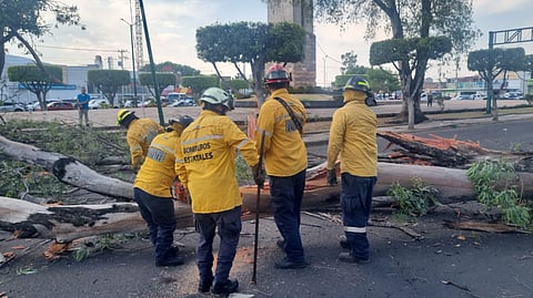 Atienden caída de árbol en Calzada La Huerta, en Morelia