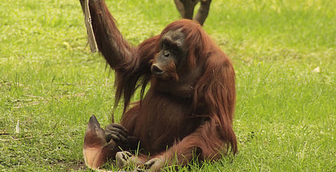 La historia de Tang, la orangután del Zoo León, conmueve a México: lucha contra cáncer y recibe cuidados especiales