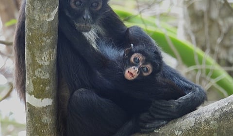 Activan protocolo para proteger monos ante olas de calor en México