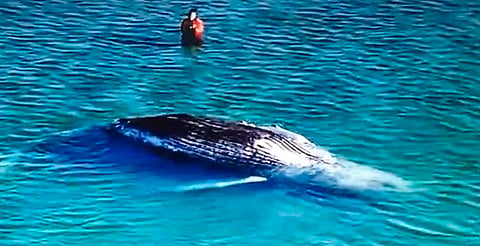Hallan muerta a Timmy, la ballena jorobada rescatada en Alemania