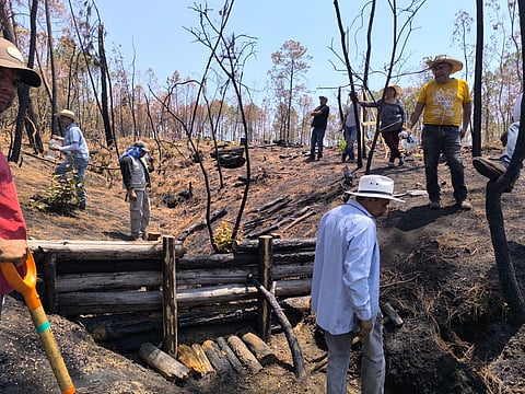 Da Cofom 5 años para la restauración del Área Natural Protegida Mesa de Tzitzio