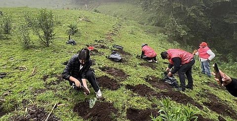 ¿Te sumas? Habrá jornada de reforestación en el Santuario El Rosario