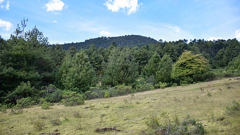 México impulsa estrategia forestal sustentable con participación indígena