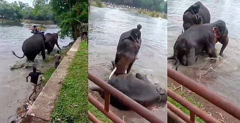 Turista muere aplastada por un elefante durante pelea en santuario de India