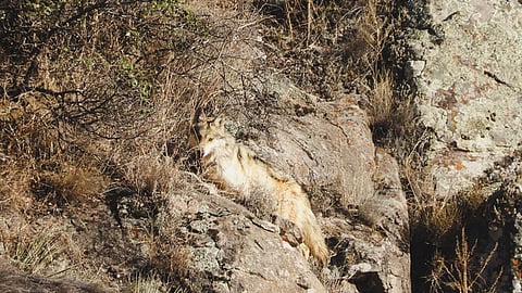 Con monitoreo satelital, liberan tres lobos mexicanos en Chihuahua