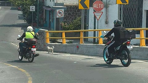 Motociclistas escoltan a perrito para que no lo atropellen, en Morelia