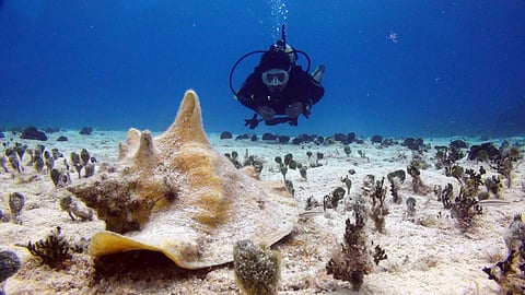 Mahahual, pieza clave contra huracanes y cambio climático en México