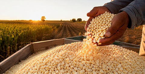 🌽 Sheinbaum firma acuerdo para garantizar “precio justo” al maíz blanco en México