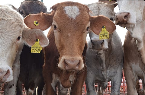 Cierre fronterizo de EU por gusano barrenador golpea la exportación de ganado mexicano; reportan pérdidas millonarias