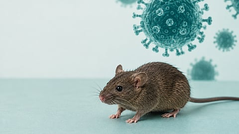 Michoacán mantiene vigilancia preventiva ante hantavirus y ébola: SSM