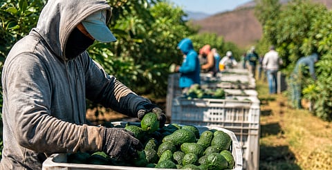 Agroindustria y programas sociales frenan el empleo formal en Michoacán