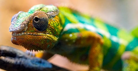 Día Internacional de la Diversidad Biológica: alertan por el deterioro de ecosistemas