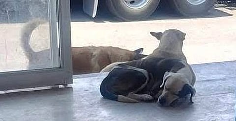 Advierten multas de hasta 50 mil pesos por envenenamiento animal