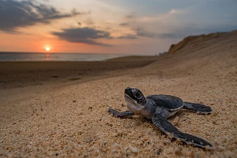 ¡Prepárate! Comienza temporada de tortugas marinas y playas de Michoacán serán protagonistas