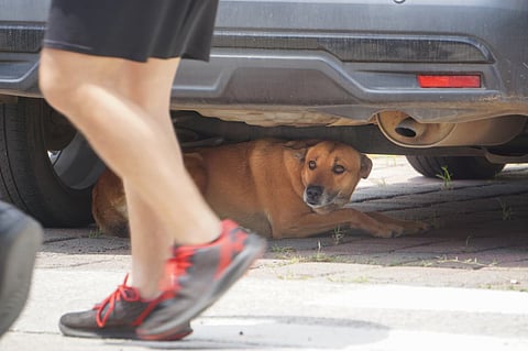 Suma IMPA cerca de 700 reportes por maltrato animal en 2026