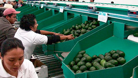 La Apejal señaló que se contaba con la autorización del Departamento de Agricultura de ese país